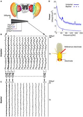 The Effect of Common Signals on Power, Coherence and Granger Causality: Theoretical Review, Simulations, and Empirical Analysis of Fruit Fly LFPs Data